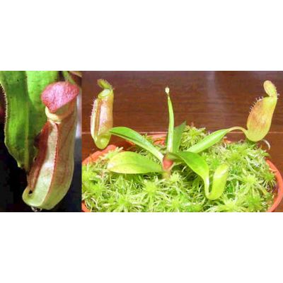 Graines Nepenthes Mirabilis (Nepenthes de Basse Altitude)