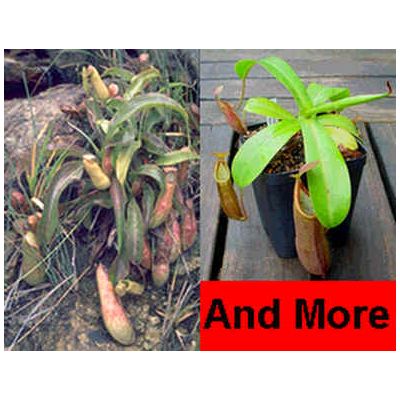 Graines Nepenthes (En Mélange)