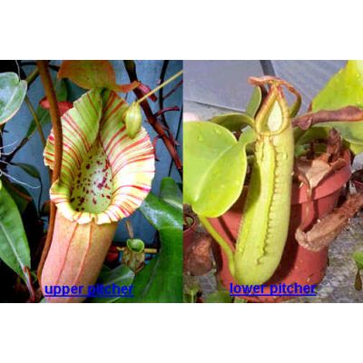 Graines Nepenthes Truncata (Nepenthes de Basse Altitude)