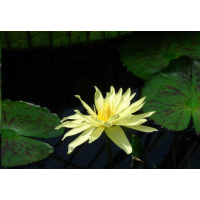 Graines Nymphaea Eldorado (Graines Lotus Jaune)