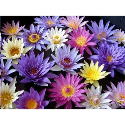 Graines Nymphaea (En Mélange) (Blanc, Bleu, Jaune, Mauve, Rose)