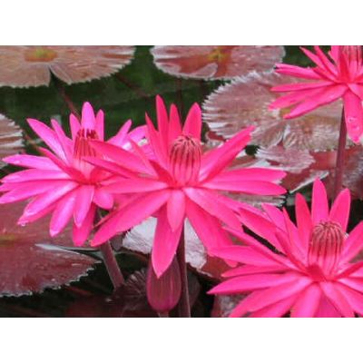 Graines Nymphaea Red Flare (Graines Nénuphar Tropical Rouge, Floraison de Nuit)