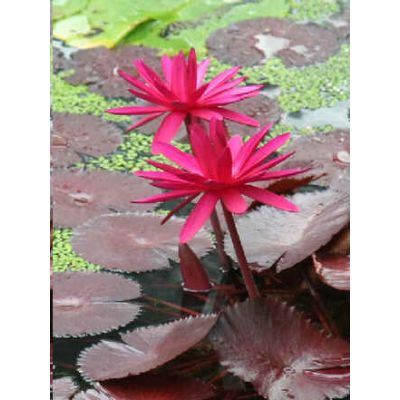 Graines Nymphaea Rouge (Graines Nénuphar Rouge, Floraison de Jour)