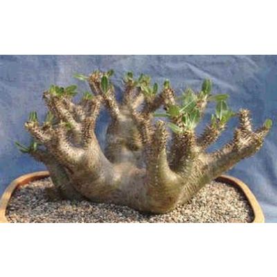Graines Pachypodium Horombense (Graines Pachypodium)