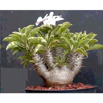Graines Pachypodium Saundersii (Graines Caudex)