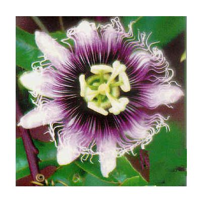 Graines Passiflora Edulis Géant Doré