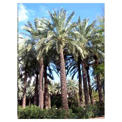 Graines Phoenix Dactylifera (Graines Palmier Dattier)