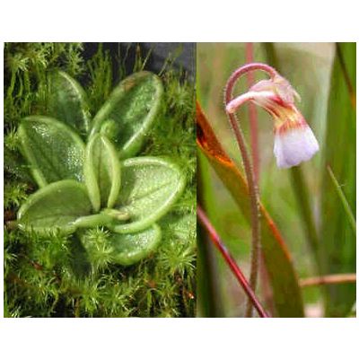 Graines Pinguicula Lusitanica (Climat Tempéré - Chaud)