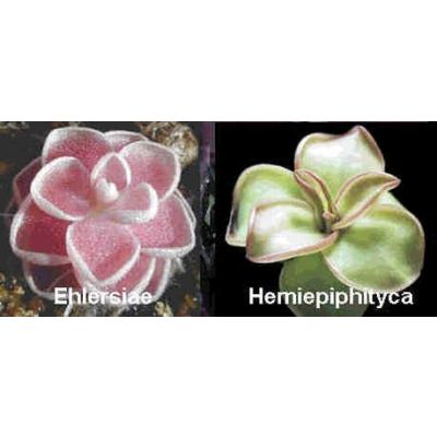 Graines Pinguicula (Mélange de Pinguicula Mexicaines)
