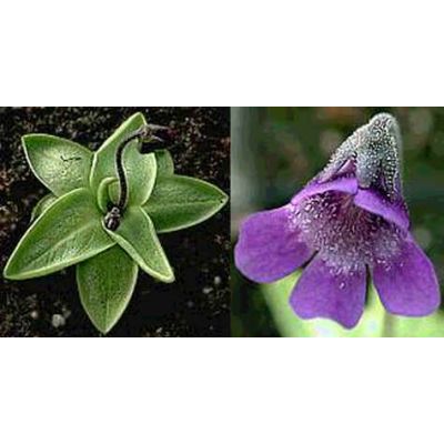 Graines Pinguicula Vulgaris (Climat Tempéré Froid)
