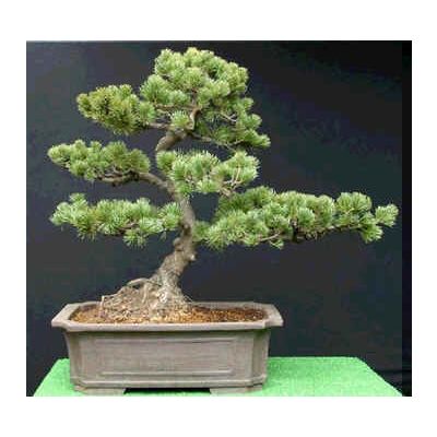 Graines Pinus Armandii (Graines Pin Armand)