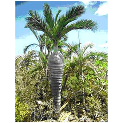 Graines Pseudophoenix Ekmanii