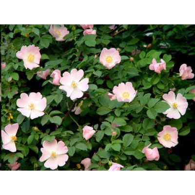 Graines Rosa Canina (Graines Églantier, Nesri)