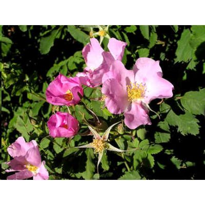 Graines Rosa Woodsii (Graines Rosier Woodsii, Graines Rosier de Woods)