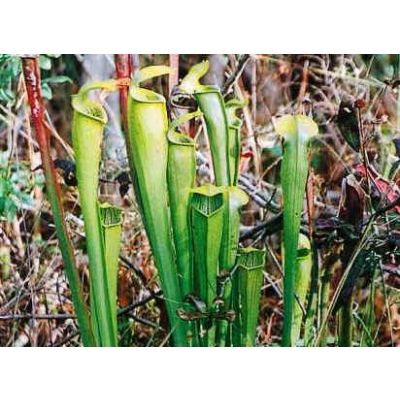 Graines Sarracenia Alata