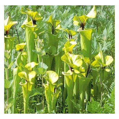 Graines Sarracenia Rugelii