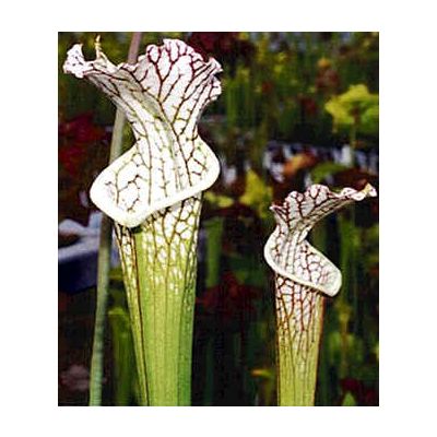 Graines Sarracenia Leucophylla