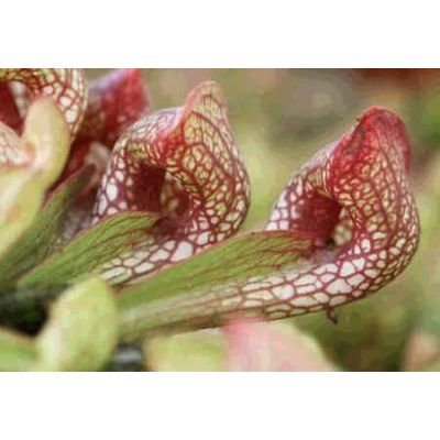 Graines Sarracenia Psittacina (Plante Carnivore Perroquet)