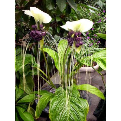 Graines Tacca Integrifolia Nivea (Graines Plante Moustaches de Chat Blanc)