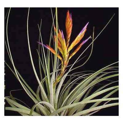 Graines Tillandsia Polita (Graines Plantes Épiphytes)
