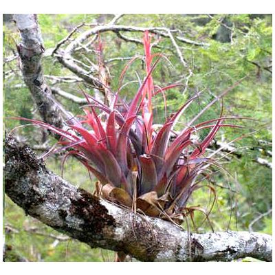 Graines Tillandsia Polystachia (Graines Bromeliacée Épiphyte)