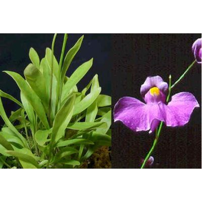 Graines Utricularia Longifolia