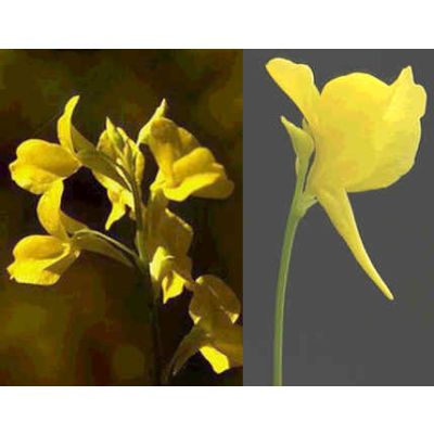 Graines Utricularia Odorata