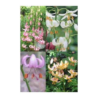Graines Lilium Martagon (Graines Lis Martagon) (En Mélange)