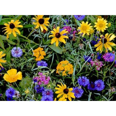 Graines Fleurs Sauvages : Montagne (Mélange de Graines de Fleurs de Montagnes, Amérique)