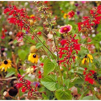 Graines Fleurs Sauvages : Texas (Mélange de Graines de Fleurs du Texas, Mid-West, Amérique)