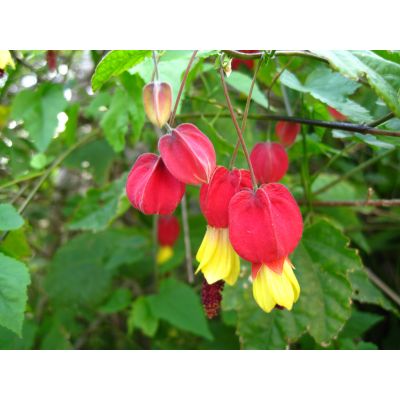 Graines Abutilon Megapotamicum (Drapeau Belge)