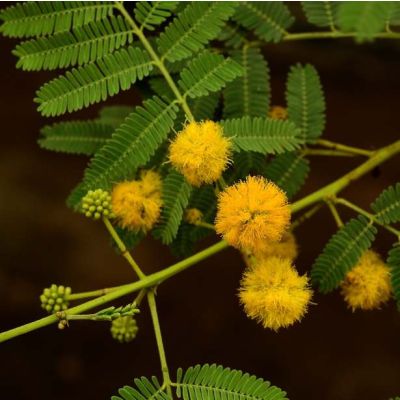 Graines Acacia Nilotica (Acacia arabica, Gommier Rouge)