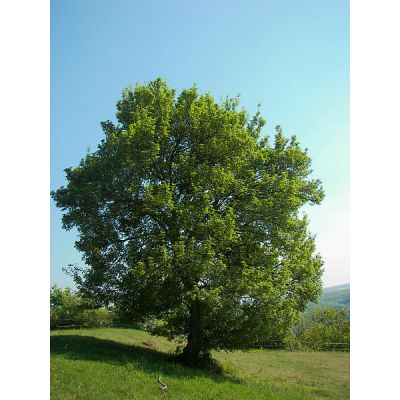 Graines Acer Campestre (Érable Champêtre)