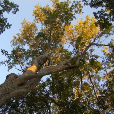 Acer Oblongum Seeds (Evergreen Maple Tree Seeds)