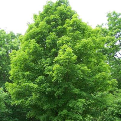 Acer Saccharum Seeds (Sugar Maple Seeds)