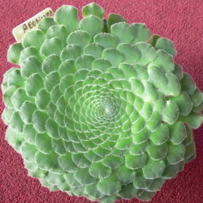 Aeonium Tabuliforme Seeds (Flat-Topped Aeonium)