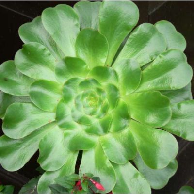 Graines Aeonium Undulatum
