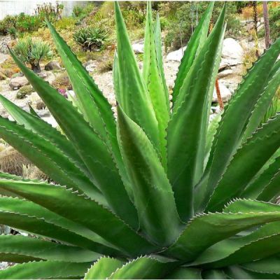 Agave Seeds Mix