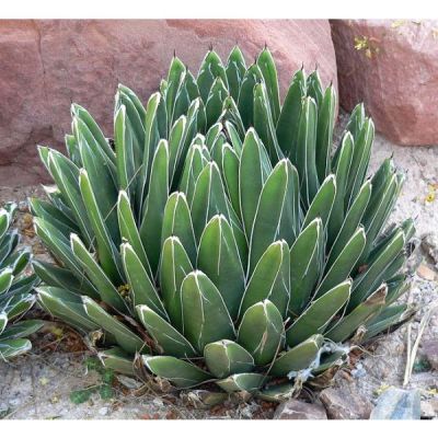 Agave Victoriae-Reginae Seeds