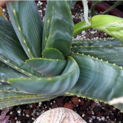 Graines Aloe Argyrostachys