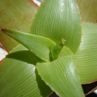 Graines Aloe Manandonae