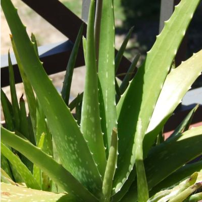 Graines Aloe Vera