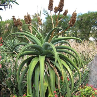 Aloe Vaombe Seeds (Madagascar or Malagasy Tree Aloe Seeds)