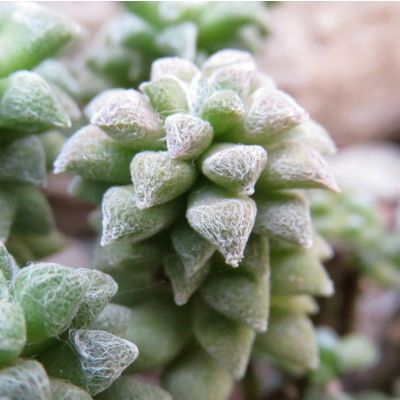 Graines Anacampseros Arachnoides