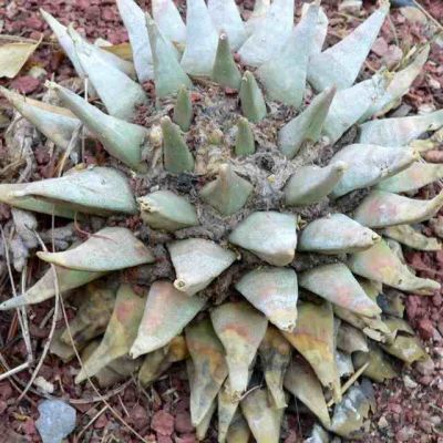 Graines Ariocarpus Furfuraceus