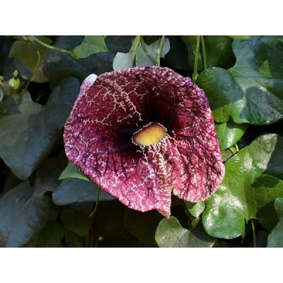 Aristolochia Elegans Seeds (Elegant Dutchman's Pipe)