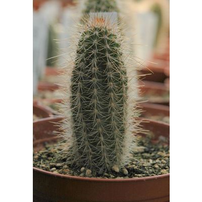 Graines Armatocereus Godingianus