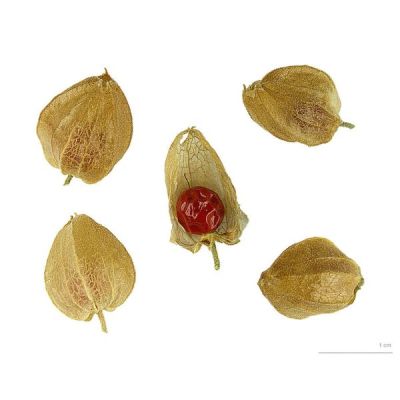 Ashwagandha Seeds (Withania Somnifera)