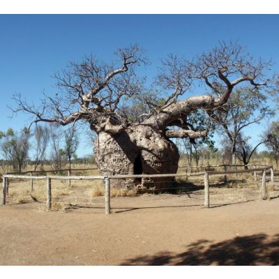 Graines Adansonia Gregorii (Graines Baobab Australien)