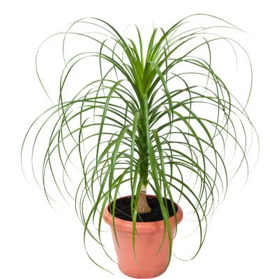 Graines Beaucarnea Guatemalensis (Graines Nolina Guatamalensis)